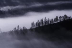 árboles en una pendiente durante la niebla foto