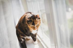 gato calico cerca de una ventana foto