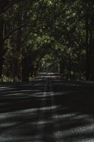 Asphalt road under trees photo