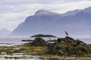 Two birds on a rocky shore during the day photo