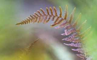 Close-up of a brown fern leaf photo