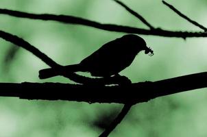 Silhouette of bird on tree branch photo