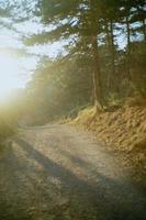 Golden sunlight on a dirt road photo