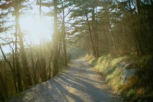 Pathway between trees during golden hour photo