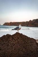 Seagull perching on a rock photo