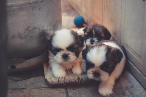 White and brown puppies together photo