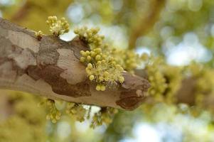 Yellow petaled flowers on a tree branch photo