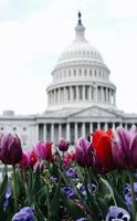 Flowers in front of the United States Capitol photo