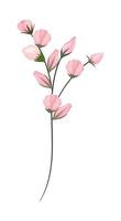 Pink buds flowers bouquet painting vector