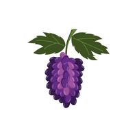 Grape bunches Fruit and leaves Isolated vector