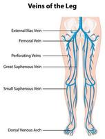Information poster of veins of the leg vector