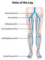 Information poster of veins of the leg vector