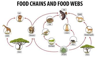 cartel educativo de biología para redes alimentarias y diagrama de cadenas alimentarias vector
