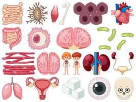 Set of human inner organs isolated on white background vector