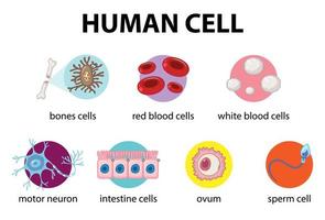 Diagram of human cell for education vector