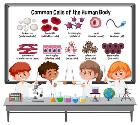 Many young scientists explaining common cells of the human body in front of a board with laboratory elements