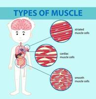 Types of muscle cell diagram vector