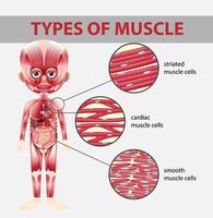 tipos de diagrama de células musculares vector