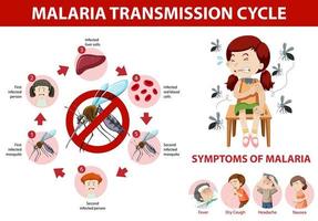 infografía de información de síntomas y ciclo de transmisión de la malaria vector