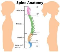 Anatomía de la columna vertebral o infografía de curvas espinales. vector