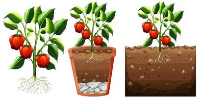 Conjunto de planta de pimiento con raíces aisladas sobre fondo blanco. vector