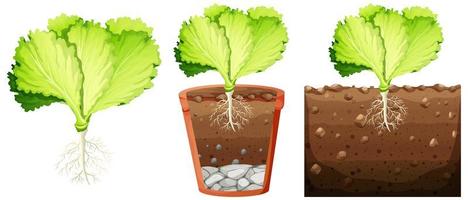 Set of cabbage plant vector