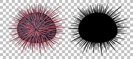 Urchin with its silhouette on transparent background vector