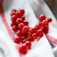 red currant photo