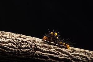 A black and yellow caterpillar on a tree branch photo