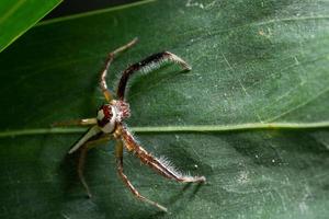 Spider on a leaf photo