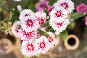 Close-up of white and pink flowers photo