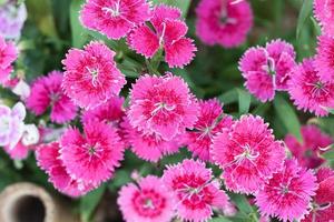 Close-up of pink flowers in garden photo