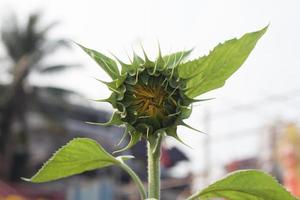 Close-up of a sunflower bud photo