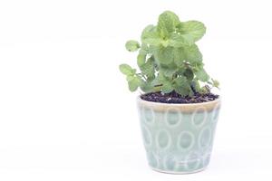 Green plant in a pot isolated on a white background photo