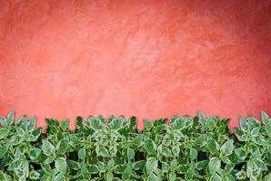 Green plants on a red wall photo