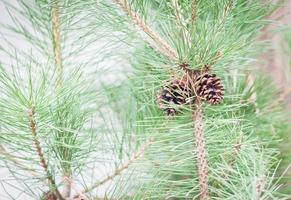 Close-up of a branch with pinecones photo