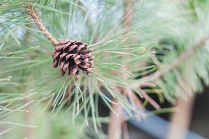 Pinecone on a branch photo