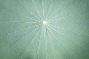 Close-up of a lotus leaf photo
