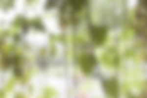 Blurry leaf background photo