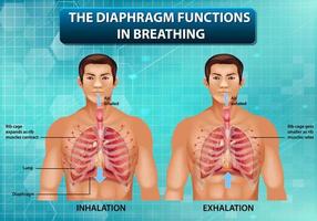 el diafragma funciona en la respiración vector