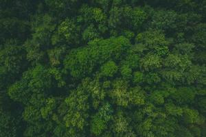 Birds eye view of the forest photo