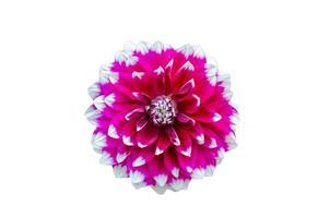 Pink dahlia flower on a white background photo