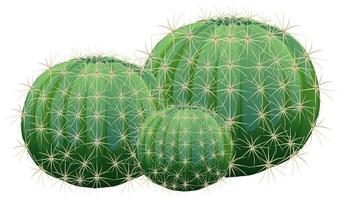 Cactus barril aislado sobre fondo blanco. vector