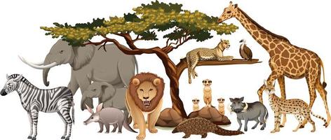 Group of wild african animal on white background vector