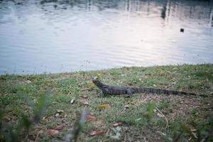 Water lizard at park photo