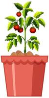 Planta de tomates en maceta roja aislado sobre fondo blanco. vector