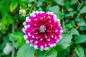 Top view of a pink dahlia photo