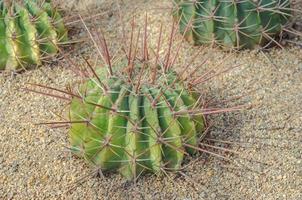 Close-up of a cactus plant on the ground photo