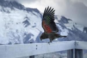 Red and black bird perched on a railing in the snow photo