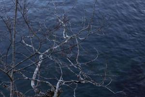 árbol desnudo sobre un cuerpo de agua foto